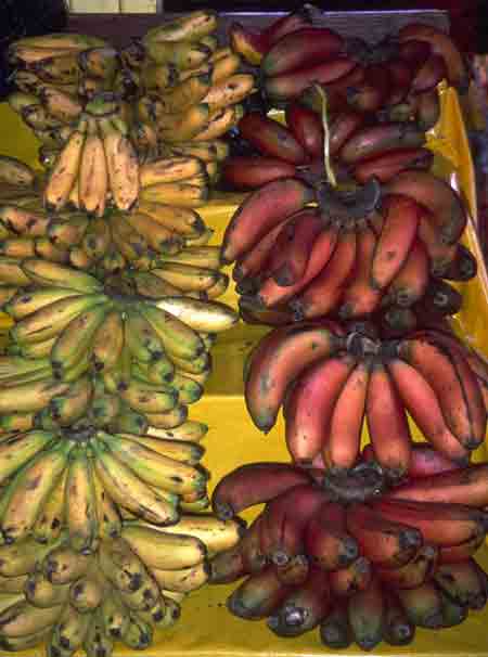 Bananas-Mexico